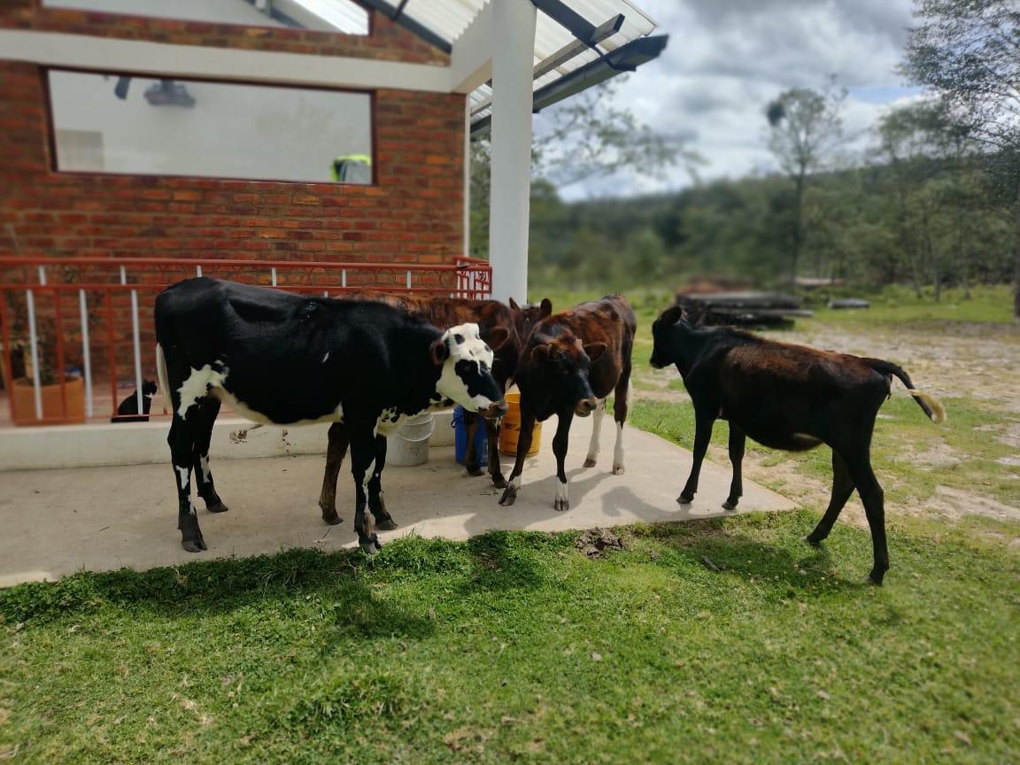 Finca de 13 fanegadas con casa nueva en Chiquinquirá — foto 11
