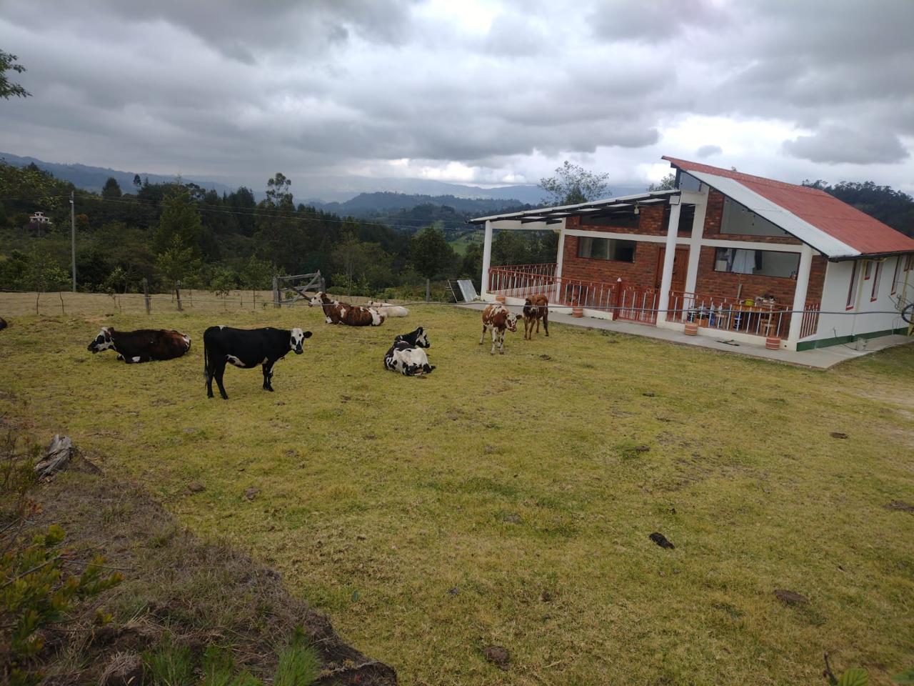 Finca de 13 fanegadas con casa nueva en Chiquinquirá — foto 13