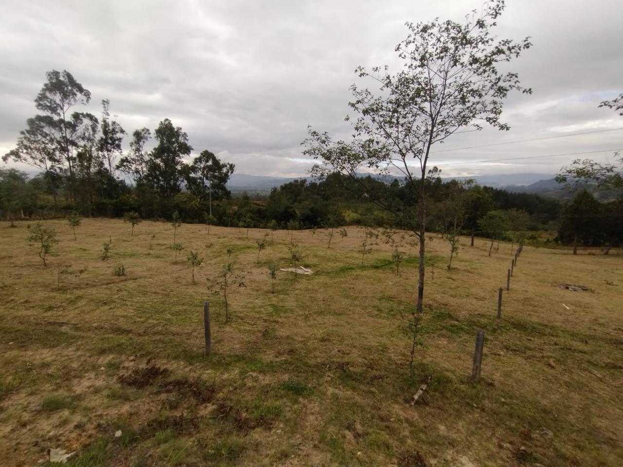 Finca de 13 fanegadas con casa nueva en Chiquinquirá — foto 15