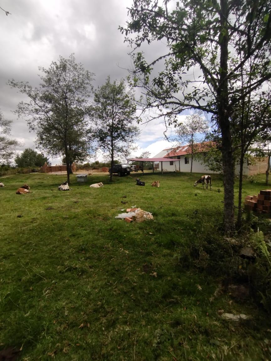 Finca de 13 fanegadas con casa nueva en Chiquinquirá — foto 17