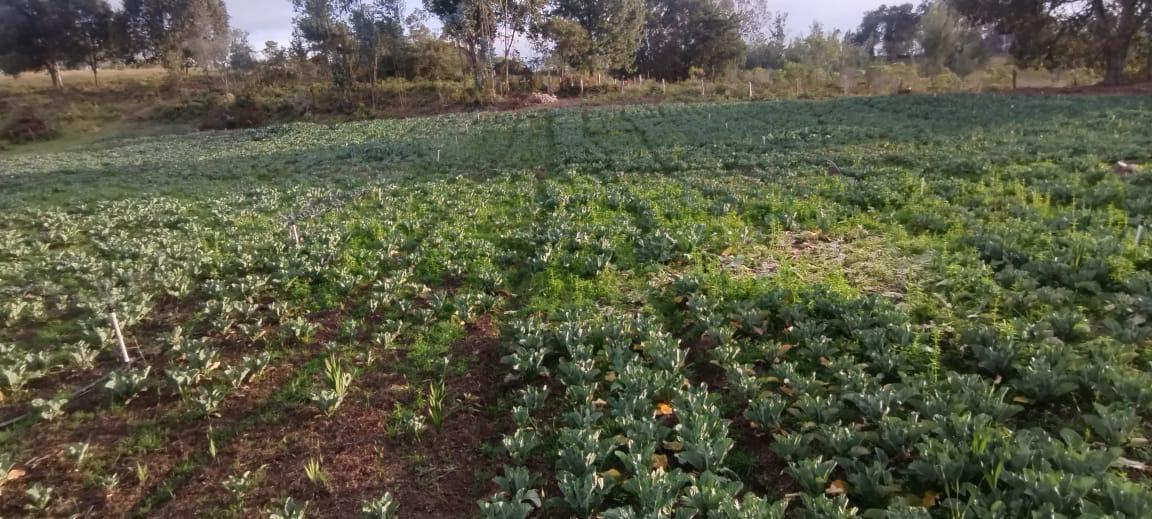 Finca de 13 fanegadas con casa nueva en Chiquinquirá — foto 19