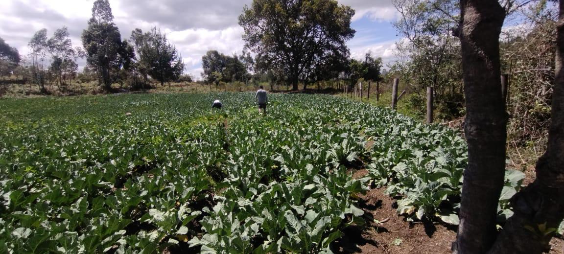 Finca de 13 fanegadas con casa nueva en Chiquinquirá — foto 20