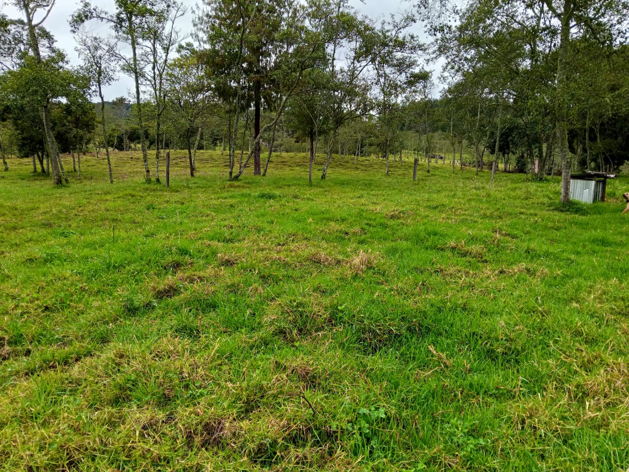 Finca de 13 fanegadas con casa nueva en Chiquinquirá — foto 25