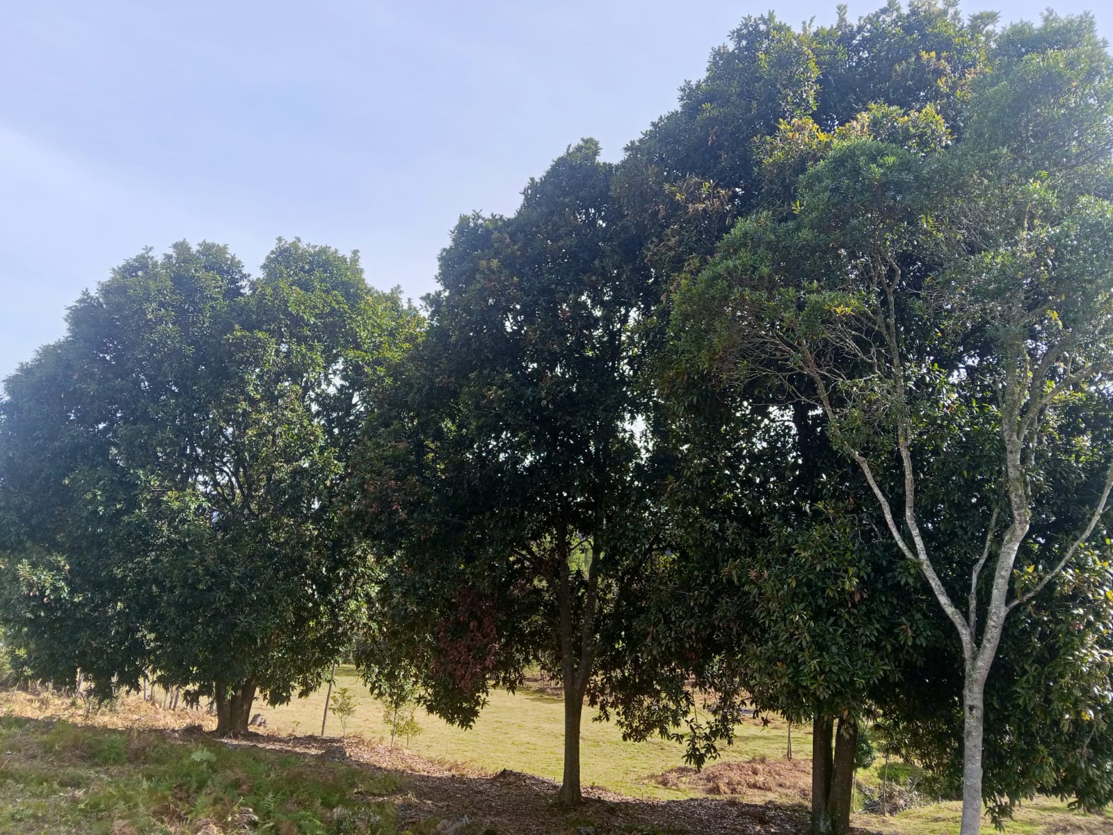 Finca de 13 fanegadas con casa nueva en Chiquinquirá — foto 28