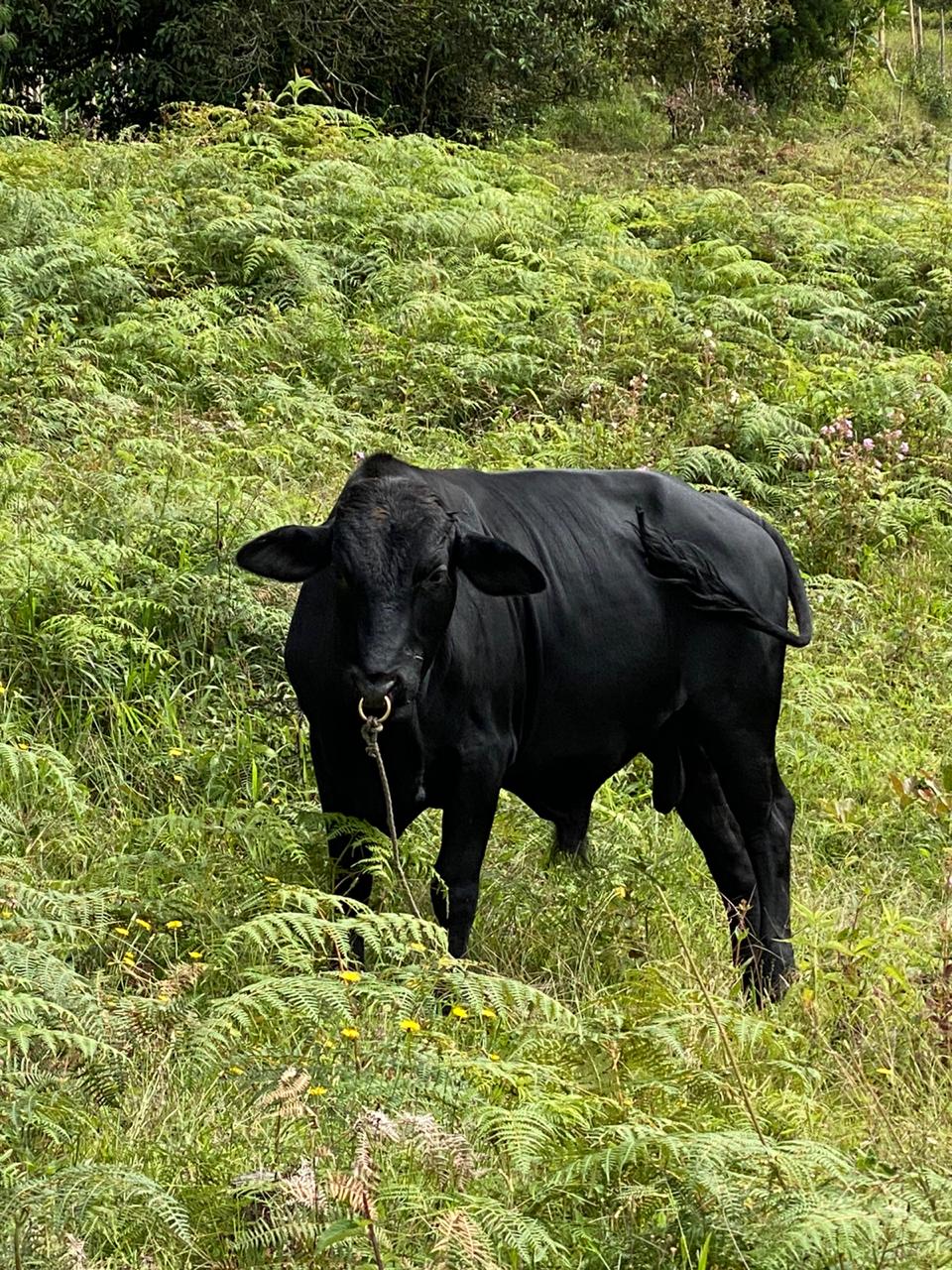 Finca en Marinilla, Alto del Chocho — foto 6