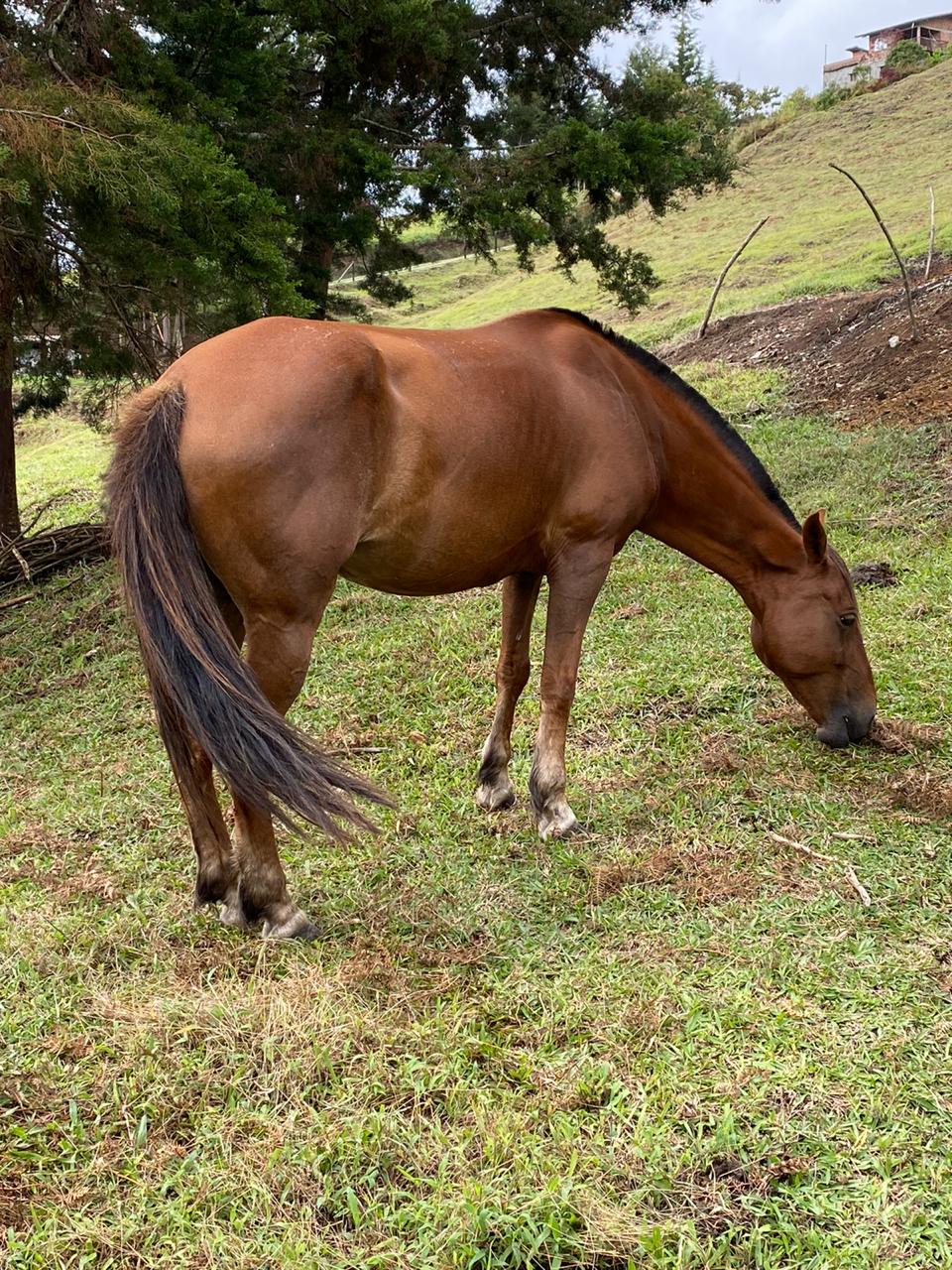 Finca en Marinilla, Alto del Chocho — foto 8