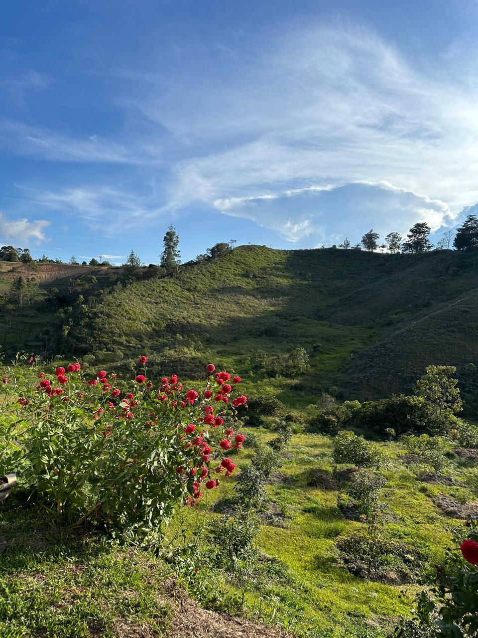 Finca de 100.000 m² en venta — foto 3